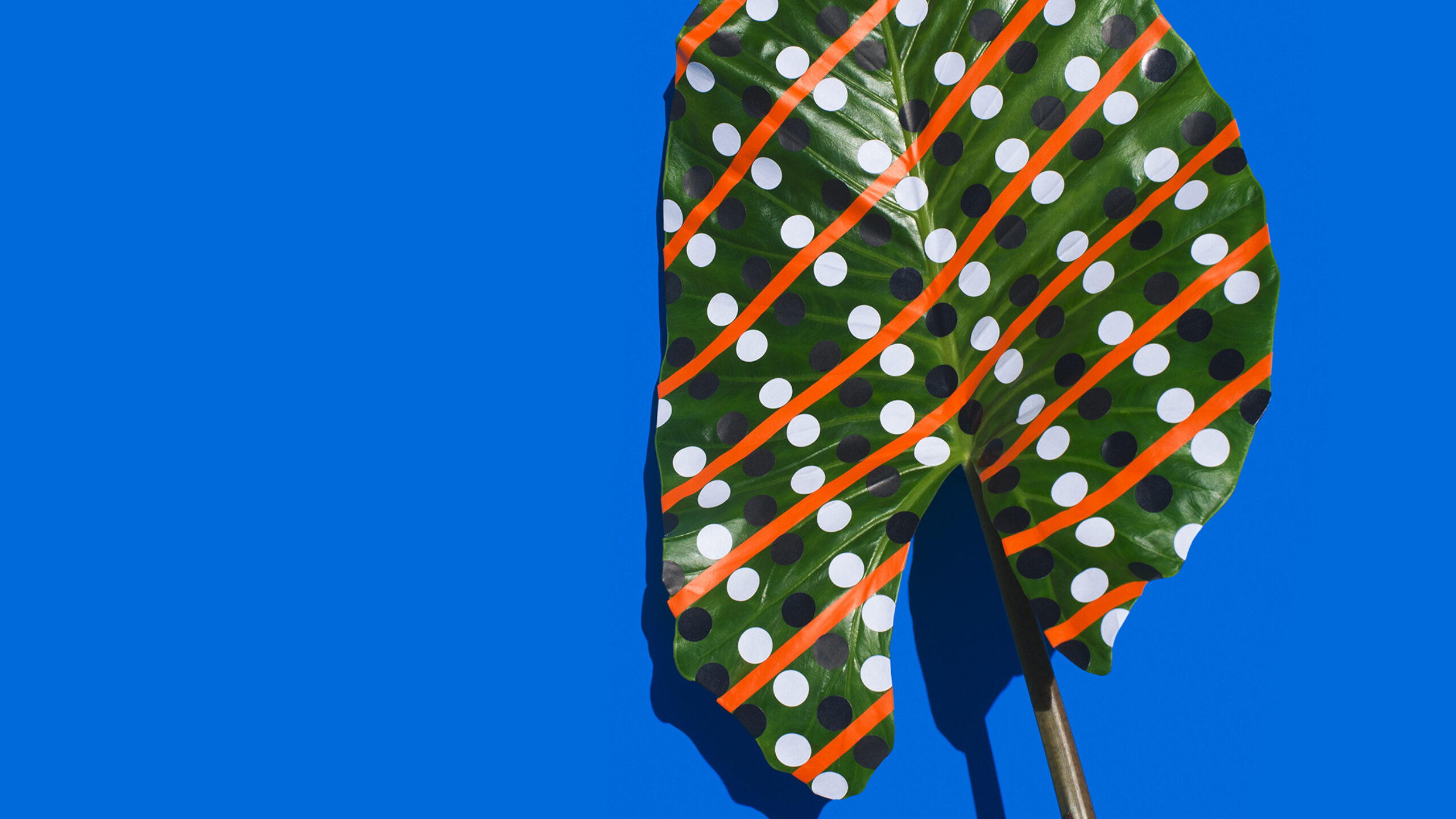 Museum Sinclair Haus Was Ist Natur Short Stage