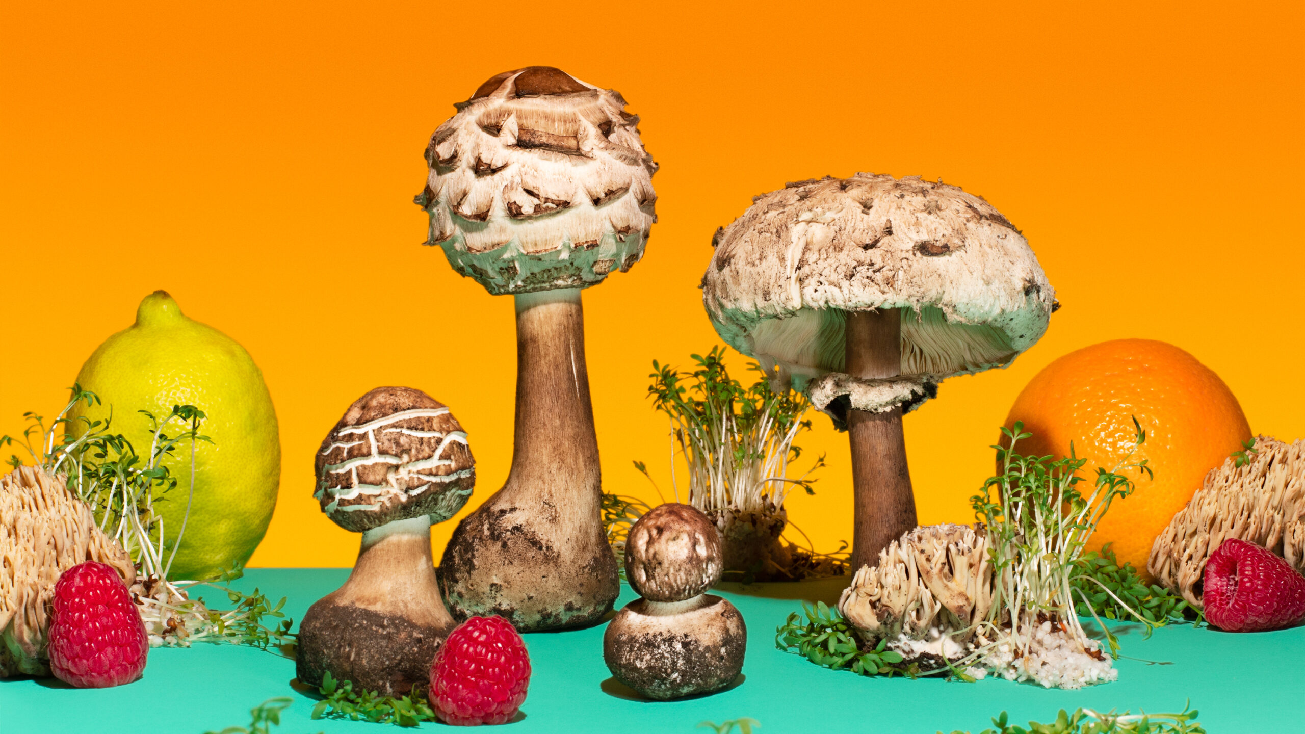 Phyllis Ma Chlorophyllum